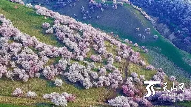 За 3 дня праздника абрикосовых цветов в уезде Кунгес приняли 80 тысяч туристов