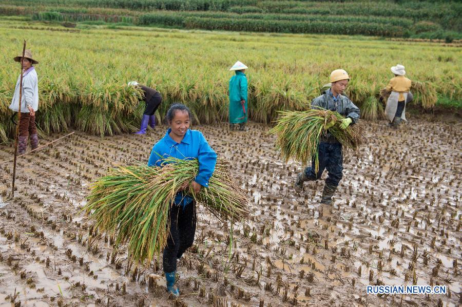 В Юго-Западном Китае культивируется новый высокоурожайный сорт риса