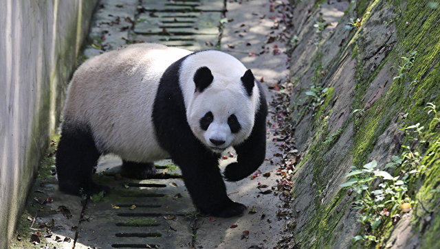 СМИ: в Шанхае самка панды с детенышем скончалась от панкреатита