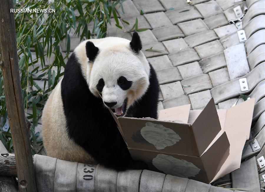 В Китае умерла панда Коби, названная  в честь талисмана Олимпиады в Барселоне