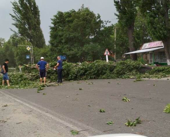 В Бишкеке шквалистый ветер повалил несколько деревьев