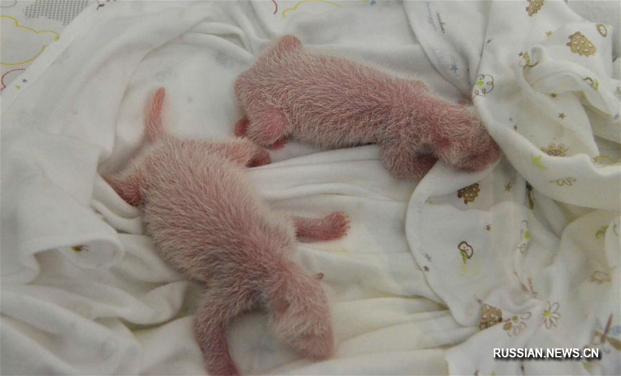 У вернувшейся на родину в Китай большой панды родились близнецы