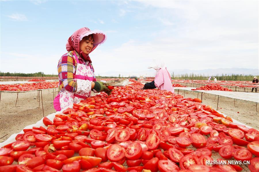 Сезон вяленых помидоров в Синьцзяне