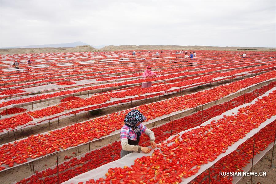 Сезон вяленых помидоров в Синьцзяне