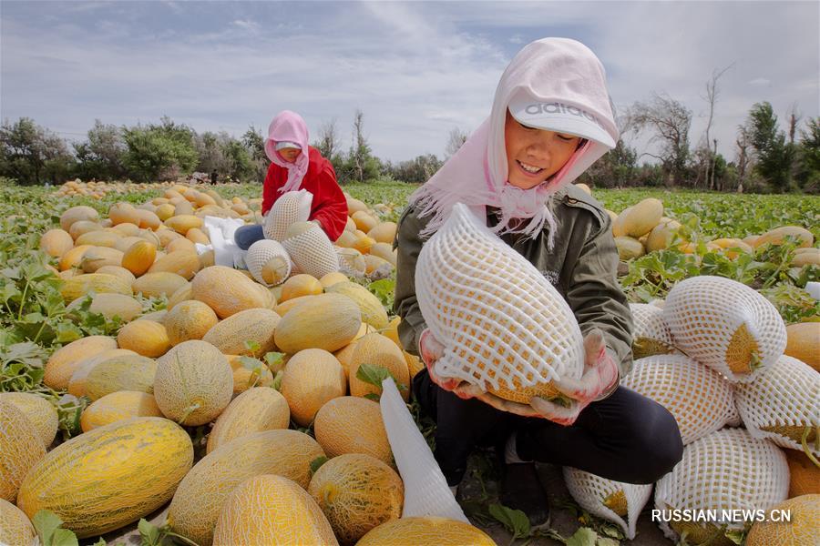 В поселке Саньтанху собирают урожай позднеспелых хамиских дынь