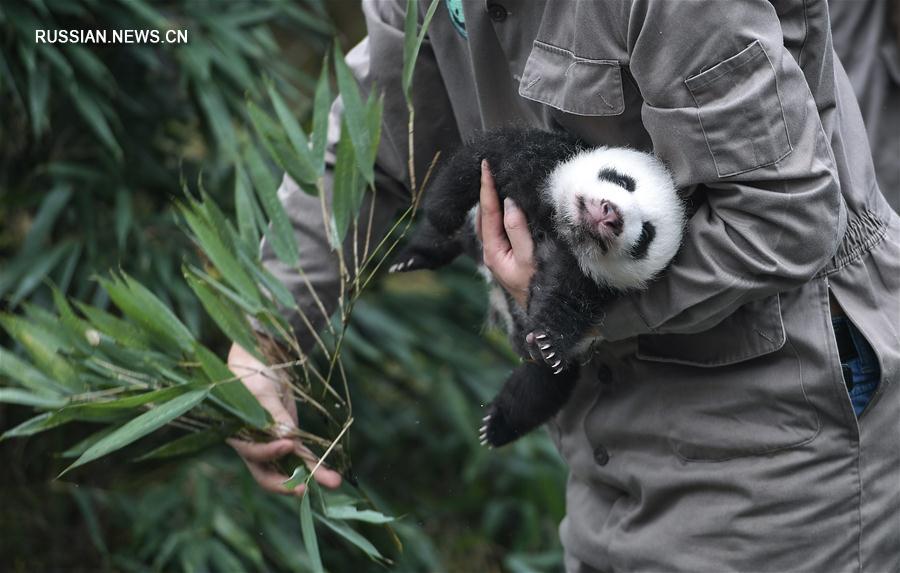 За год в Китае родилось рекордное количество больших панд