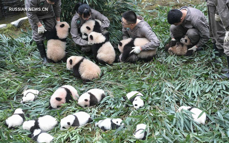 За год в Китае родилось рекордное количество больших панд