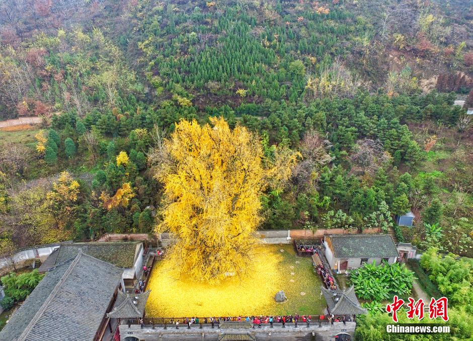 Тысячелетнее дерево гинко в Сиане стало звездой Интернета