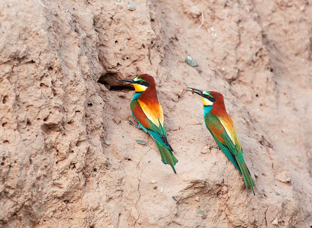 Невероятно красивые! Редкие птицы Кыргызстана — яркая фотоподборка
