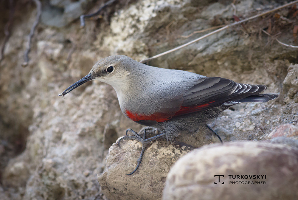 Невероятно красивые! Редкие птицы Кыргызстана — яркая фотоподборка