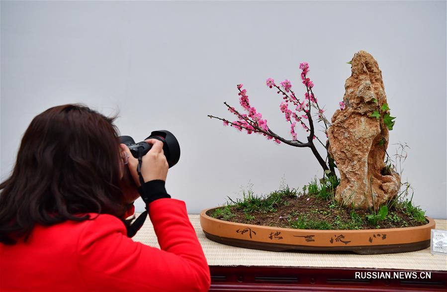 Зимний фестиваль химонанта и сливы в китайской 