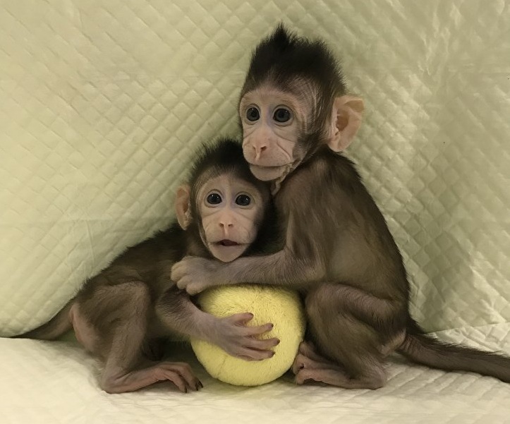 Ученые из Китая впервые клонировали обезьян по “методу овечки Долли”