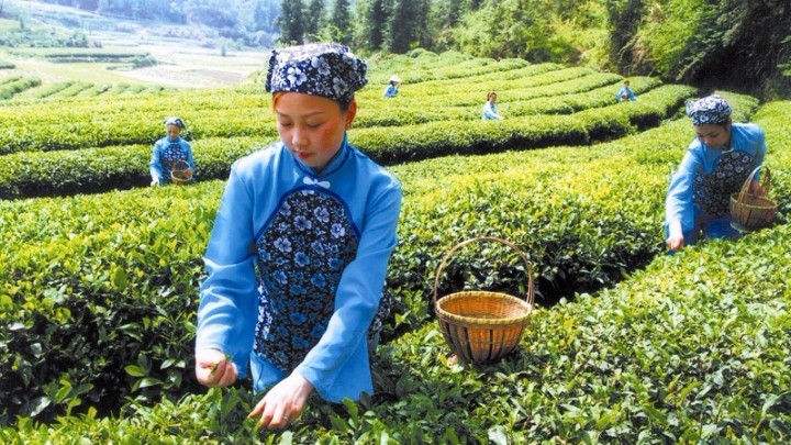 В 2017 г. экспорт чая в провинции Цзянси составил 75 млн долл США