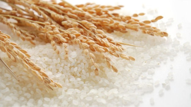 На востоке Китая нашли зерна риса возрастом более 7 тысяч лет