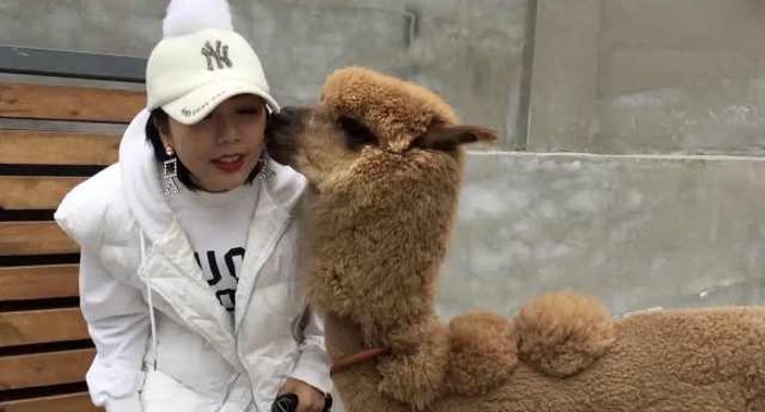 Молодая китаянка из Даляня привлекла внимание прохожих домашней альпакой