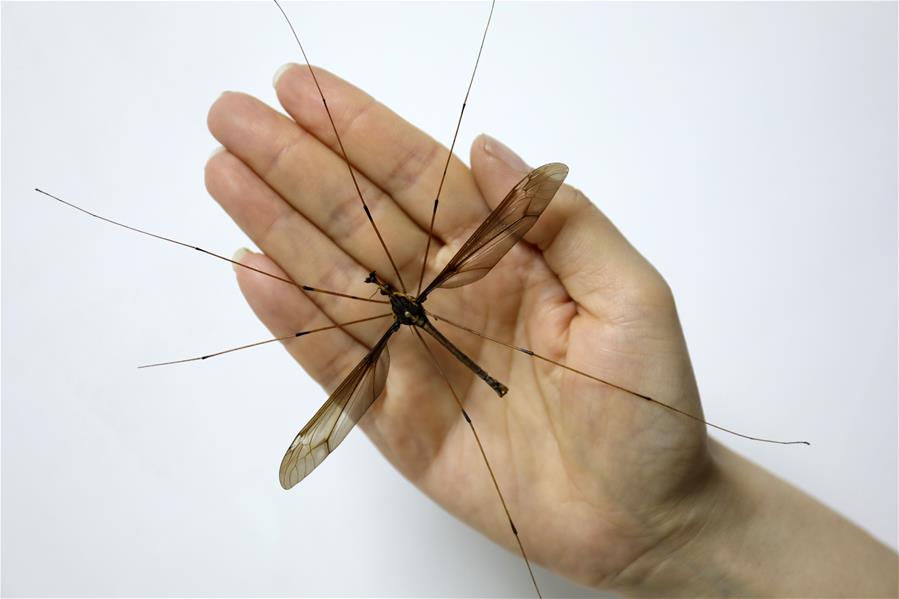 В китайской провинции Сычуань обнаружен гигантский комар