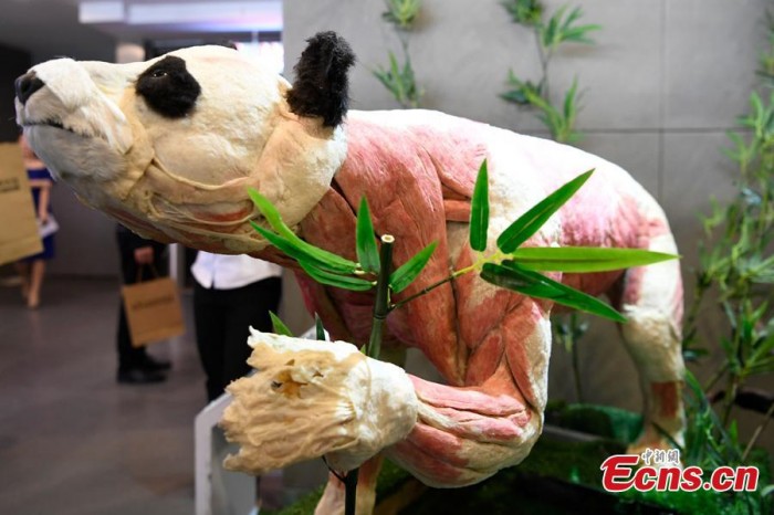 Китайский музей представил первое в мире пластинированное чучело панды