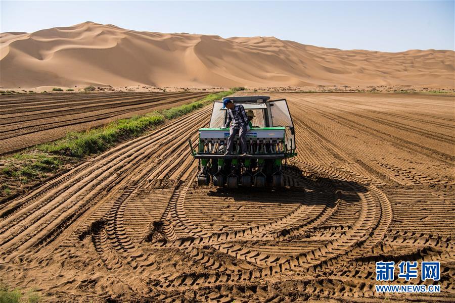 Выращивание риса на краю пустыни