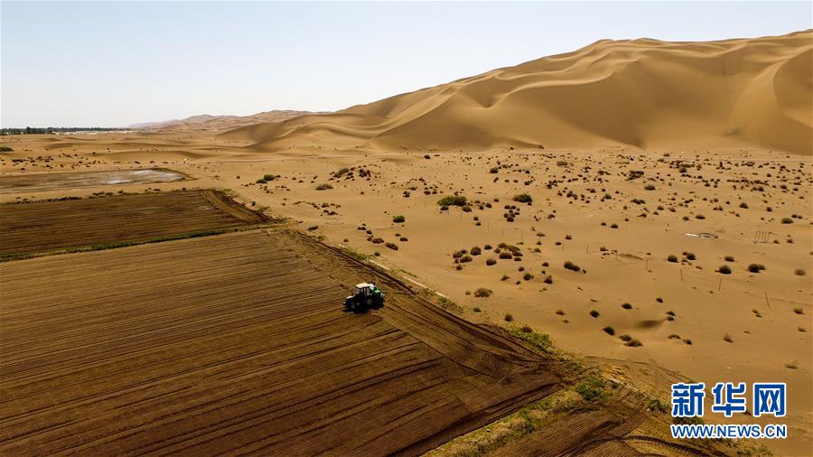 Выращивание риса на краю пустыни