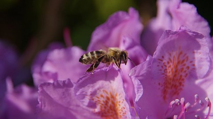 В Пекине прошло мероприятие, посвященное первому Всемирному дню пчел
