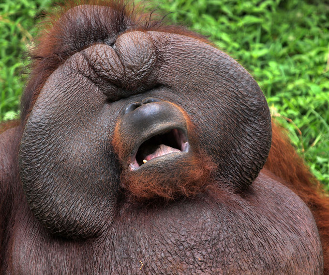 «Обезьян лапшой не кормить!»: в зоопарке Пекина объяснили, что приматов можно убить спагетти