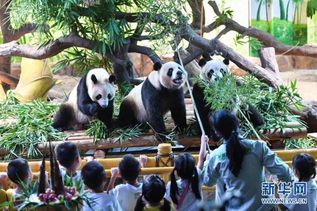 Единственным в мире тройняшкам панды исполнилось 4 года