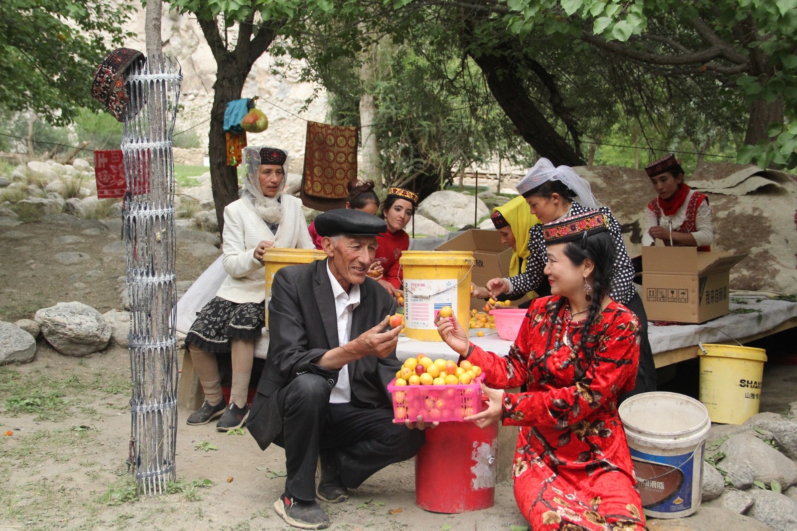 Свежие абрикосы из Памирского нагорья пользуются большим спросом в Шэньчжэне