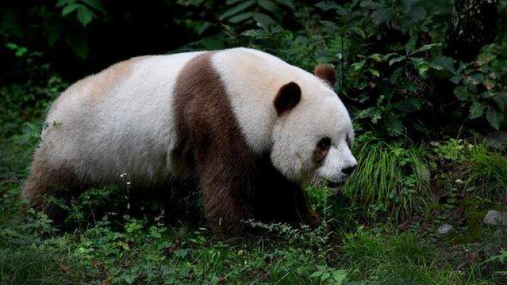 Самый старый бамбуковый медведь в Китае отпраздновал 36-ой день рождения