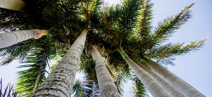 На Иссык-Куле появятся искусственные пальмы