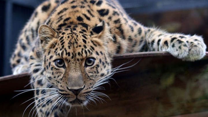 На границе Китая и России может появиться международный национальный парк “Земля больших кошек”