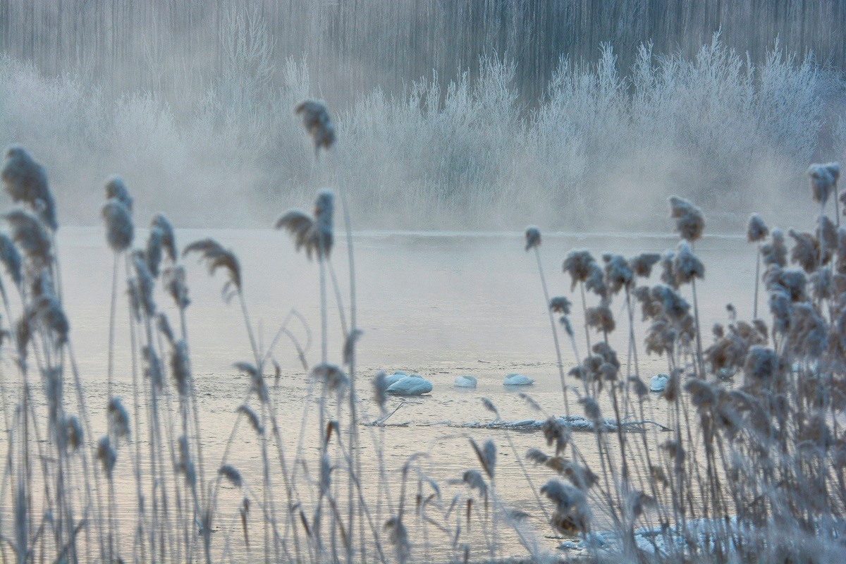 Символ верности и красоты: Белые лебеди переживают морозы на побережье реки Кайдыкгол