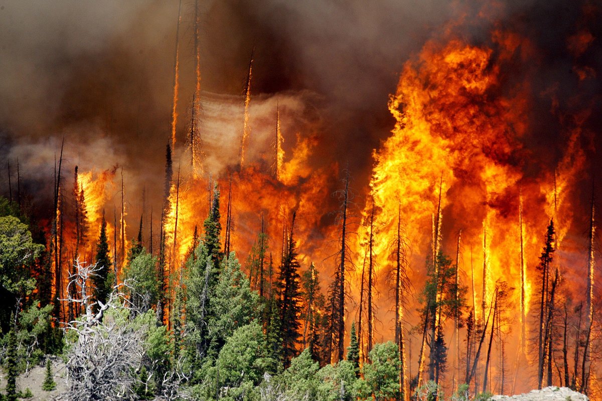 Свыше 6 тысяч человек борются с лесным пожаром в Северном Китае