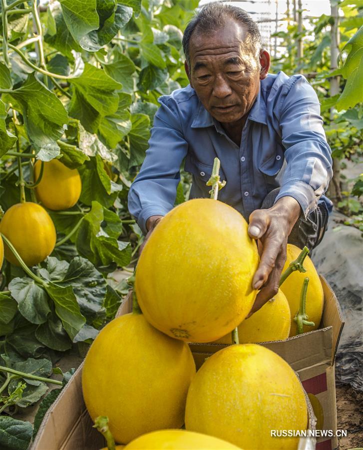 Выращивание дынь -- путь к достатку для крестьян уезде Цзаоцян