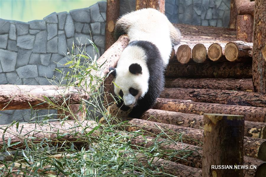 Китайские панды в Московском зоопарке