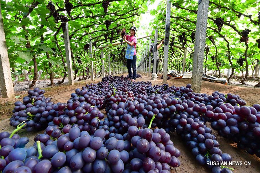 Сбор винограда в теплицах Таншаня