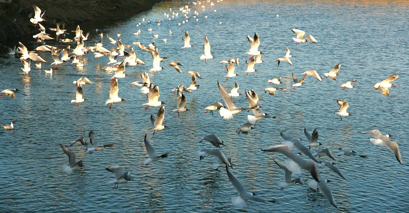 Ландшафтный парк «Лухуаган» стал раем для птиц