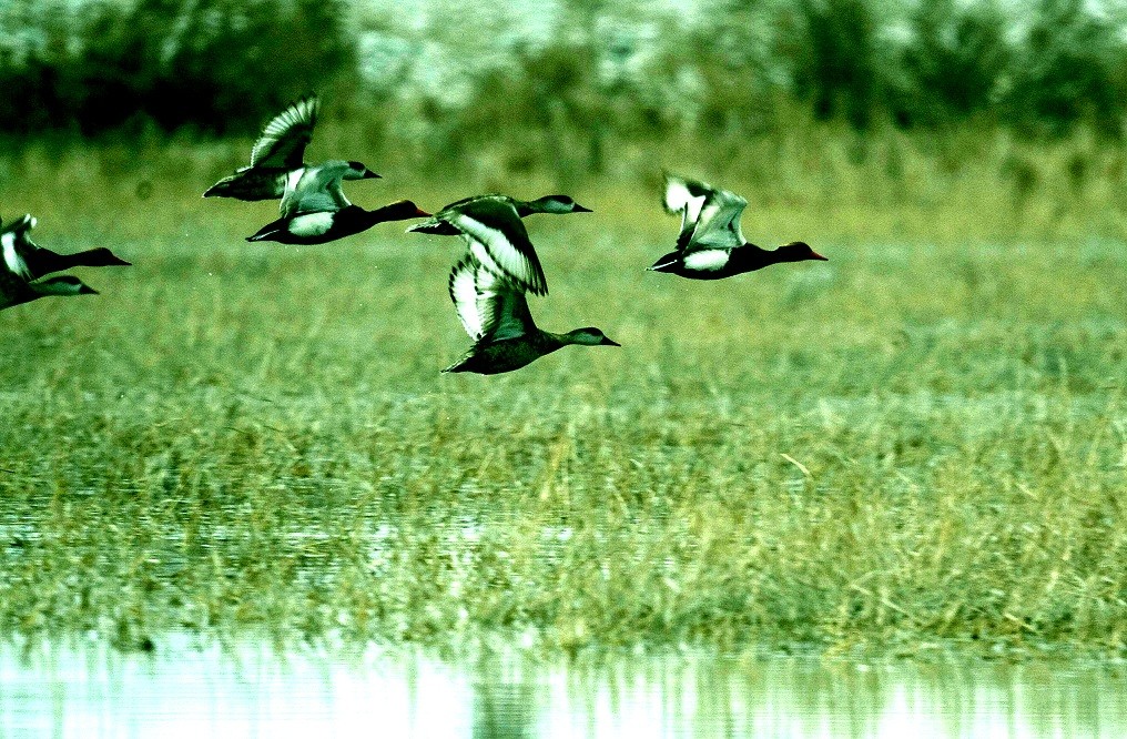 Ландшафтный парк «Лухуаган» стал раем для птиц