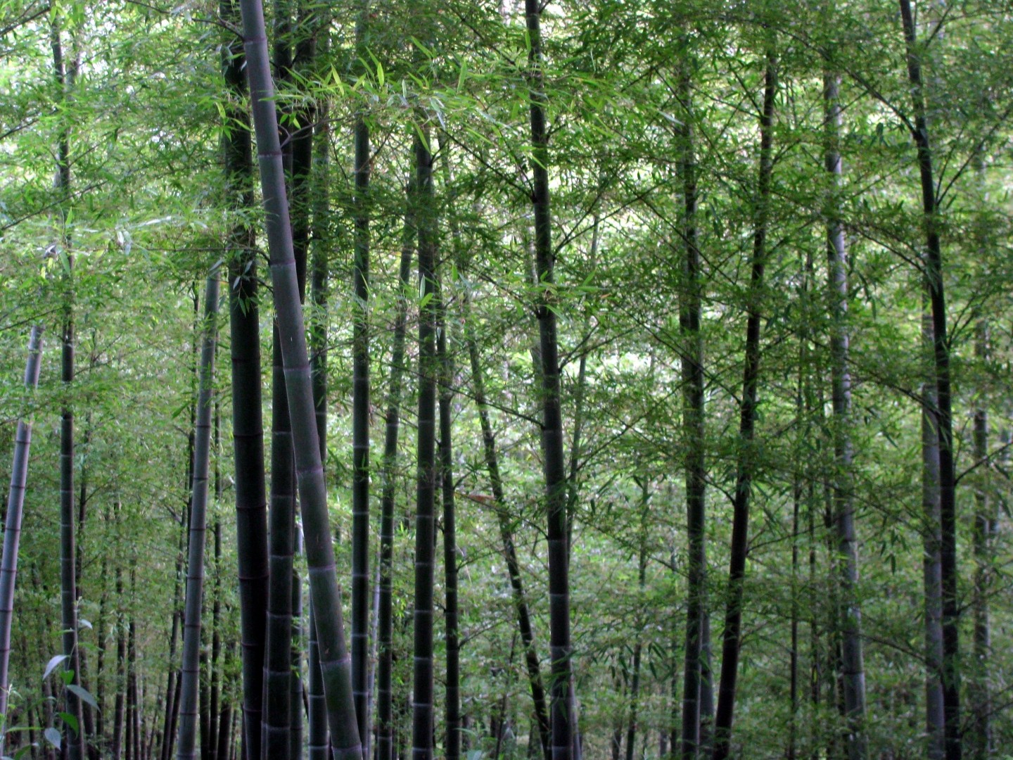 В Китае появилось свыше 30 млн га новых лесов