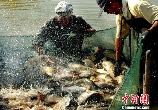 Доходы от рыбного хозяйства на севере Китая превысили 2 млрд юаней