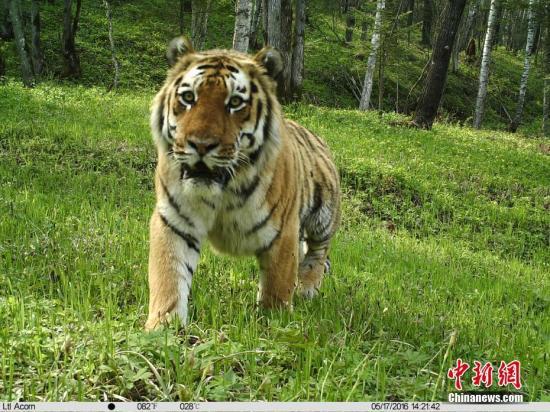 В Харбине обсудили необходимость усиления трансграничной защиты тигров и леопардов
