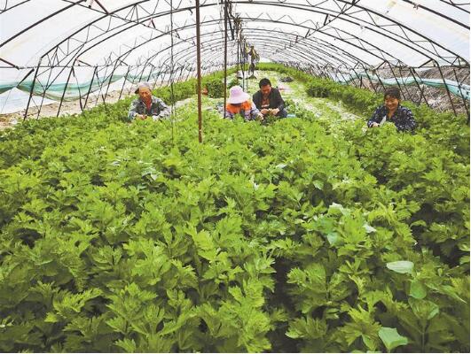 Свежие тепличные овощи из 129-го полка, поступившие в продажу повышают доходы фермеров