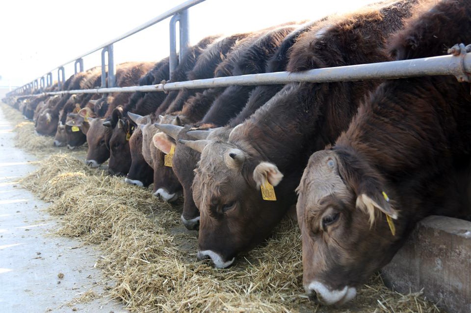 Мясной крупный рогатый скот, выращиваемый в 4-й дивизии, ценится по всему Синьцзяну