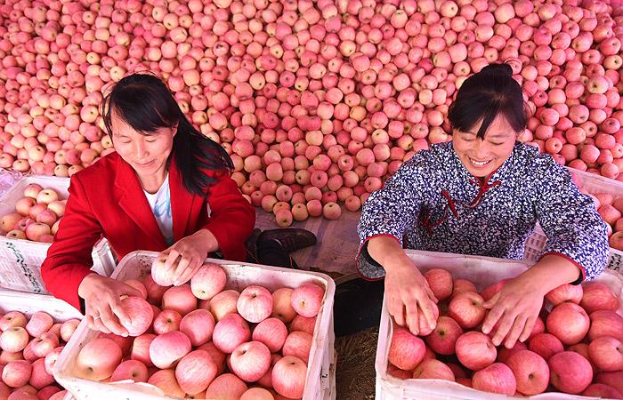 Россия запретила ввоз фруктов из Китая