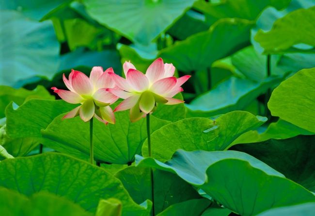 Лотос: божественный цветок и лекарственное растение