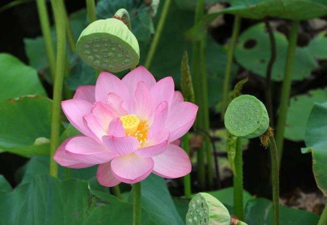 Лотос: божественный цветок и лекарственное растение