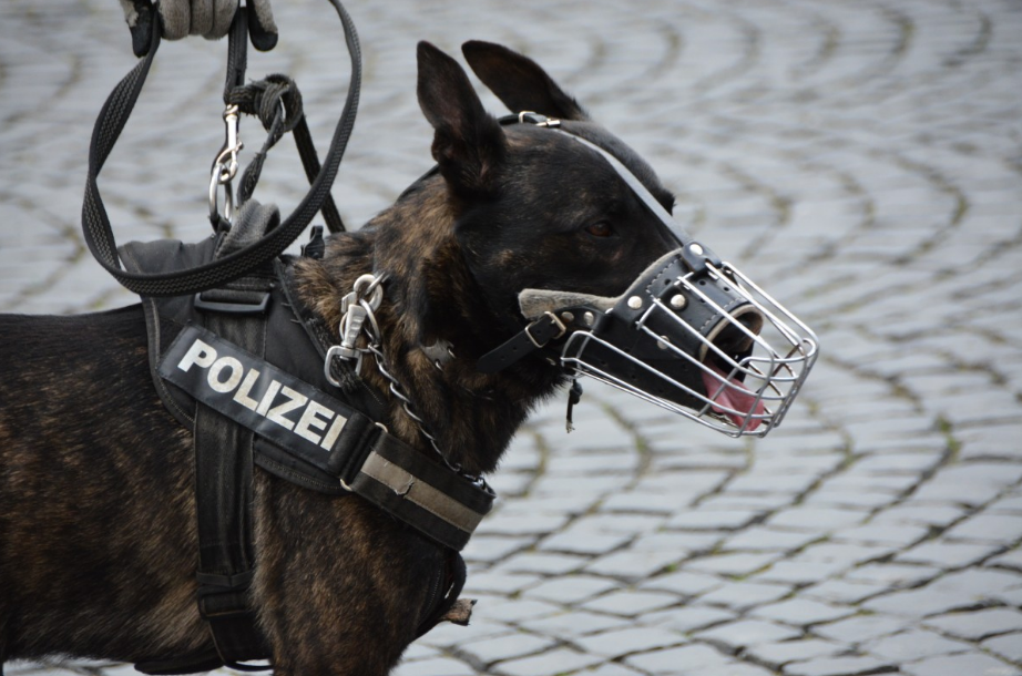 На службу в полиции впервые взяли клонированную собаку