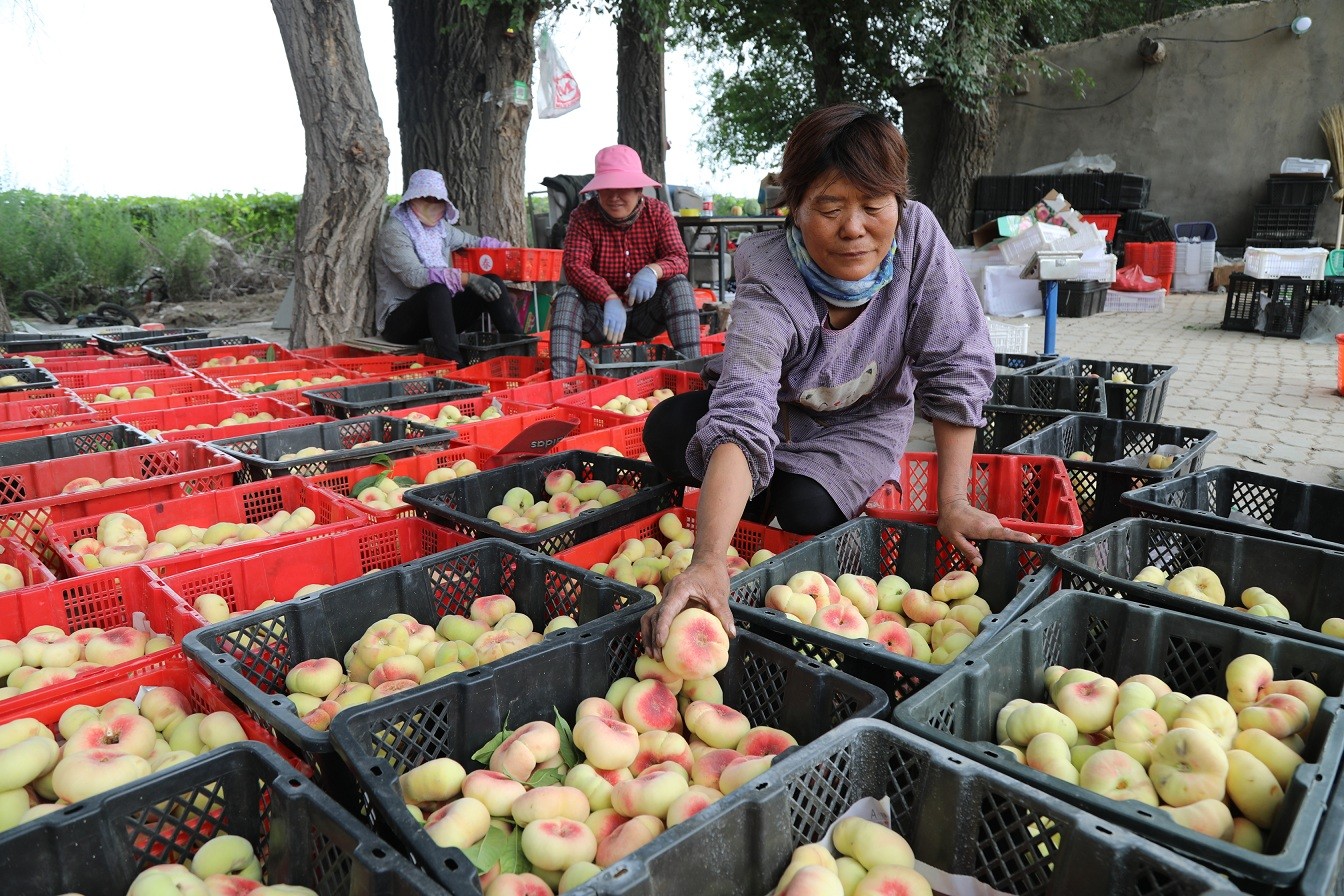 Фермерское хозяйство «Тоутуньхэ»: Плоские персики поступили в продажу. Фермеры подсчитывают прибыль.