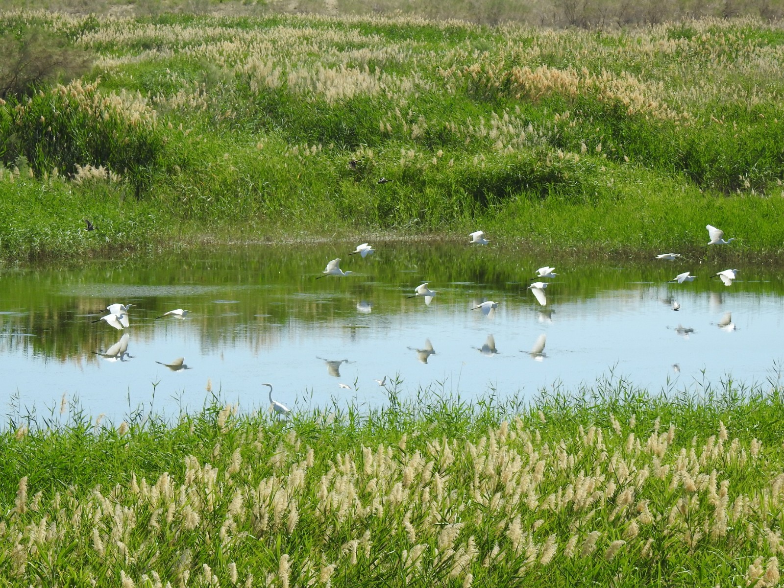 Малые белые цапли кружат в воздухе над водно-болотном угодьем в пустыне