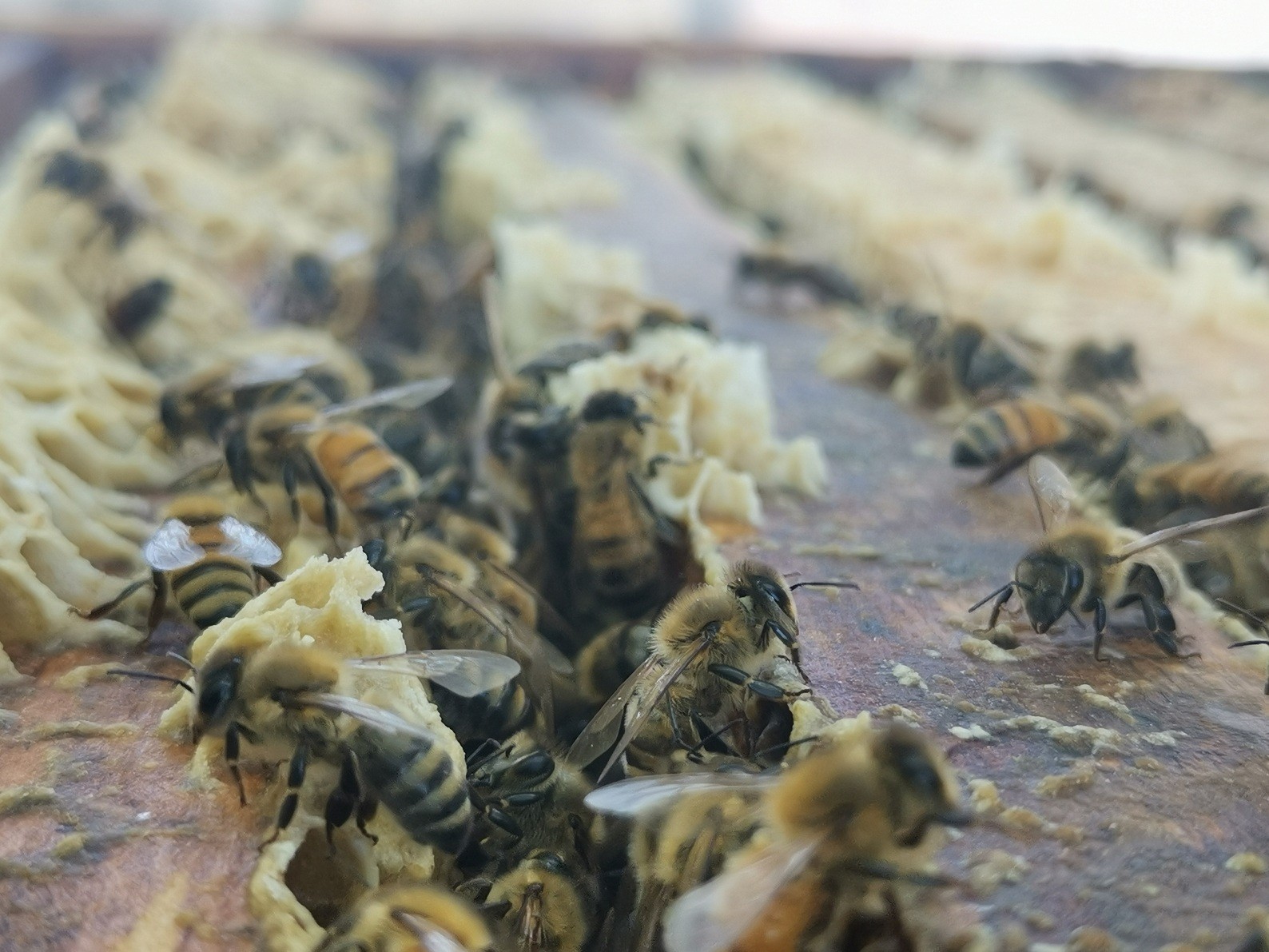 Сладкий промысел: в 70-м полку производят лавандовый мёд
