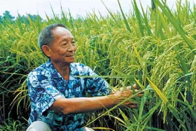 Отец гибридного риса: все ради обеспечения продовольственной безопасности Китая
